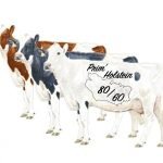 Numérisation Vache et cabris